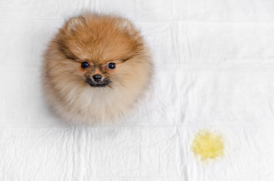 10 DINGE, DIE DU ÜBER POMERANIANS WISSEN MUSST